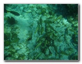 John-Pennekamp-Coral-Reef-Park-Snorkeling-Tour-149