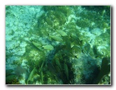 John-Pennekamp-Coral-Reef-Park-Snorkeling-Tour-153