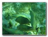 John-Pennekamp-Coral-Reef-Park-Snorkeling-Tour-154