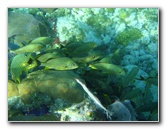 John-Pennekamp-Coral-Reef-Park-Snorkeling-Tour-155