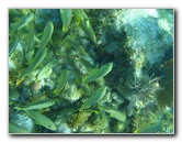 John-Pennekamp-Coral-Reef-Park-Snorkeling-Tour-158