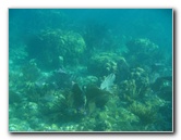 John-Pennekamp-Coral-Reef-Park-Snorkeling-Tour-160