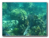 John-Pennekamp-Coral-Reef-Park-Snorkeling-Tour-162