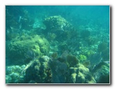 John-Pennekamp-Coral-Reef-Park-Snorkeling-Tour-163