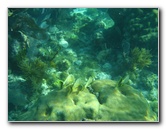 John-Pennekamp-Coral-Reef-Park-Snorkeling-Tour-167