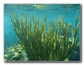 John-Pennekamp-Coral-Reef-Park-Snorkeling-Tour-168