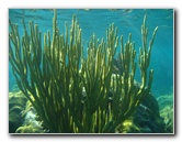 John-Pennekamp-Coral-Reef-Park-Snorkeling-Tour-169