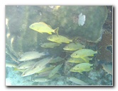 John-Pennekamp-Coral-Reef-Park-Snorkeling-Tour-171