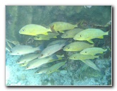 John-Pennekamp-Coral-Reef-Park-Snorkeling-Tour-172