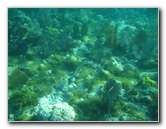 John-Pennekamp-Coral-Reef-Park-Snorkeling-Tour-173