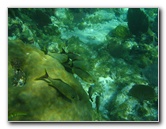 John-Pennekamp-Coral-Reef-Park-Snorkeling-Tour-175