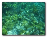 John-Pennekamp-Coral-Reef-Park-Snorkeling-Tour-176