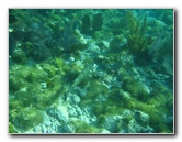 John-Pennekamp-Coral-Reef-Park-Snorkeling-Tour-177