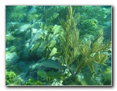 John-Pennekamp-Coral-Reef-Park-Snorkeling-Tour-178