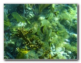 John-Pennekamp-Coral-Reef-Park-Snorkeling-Tour-179