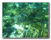 John-Pennekamp-Coral-Reef-Park-Snorkeling-Tour-180