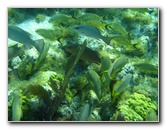 John-Pennekamp-Coral-Reef-Park-Snorkeling-Tour-182