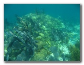 John-Pennekamp-Coral-Reef-Park-Snorkeling-Tour-183