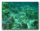 John-Pennekamp-Coral-Reef-Park-Snorkeling-Tour-185