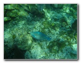 John-Pennekamp-Coral-Reef-Park-Snorkeling-Tour-188