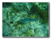 John-Pennekamp-Coral-Reef-Park-Snorkeling-Tour-189