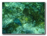 John-Pennekamp-Coral-Reef-Park-Snorkeling-Tour-190