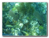 John-Pennekamp-Coral-Reef-Park-Snorkeling-Tour-196