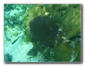 John-Pennekamp-Coral-Reef-Park-Snorkeling-Tour-198