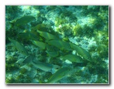 John-Pennekamp-Coral-Reef-Park-Snorkeling-Tour-201