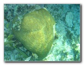 John-Pennekamp-Coral-Reef-Park-Snorkeling-Tour-206