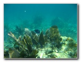 John-Pennekamp-Coral-Reef-Park-Snorkeling-Tour-208