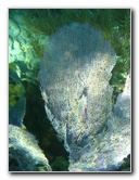 John-Pennekamp-Coral-Reef-Park-Snorkeling-Tour-209