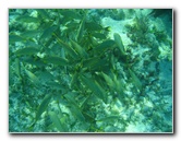 John-Pennekamp-Coral-Reef-Park-Snorkeling-Tour-214