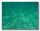 John-Pennekamp-Coral-Reef-Park-Snorkeling-Tour-218