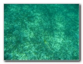 John-Pennekamp-Coral-Reef-Park-Snorkeling-Tour-219