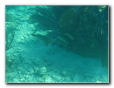 John-Pennekamp-Coral-Reef-Park-Snorkeling-Tour-220