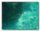 John-Pennekamp-Coral-Reef-Park-Snorkeling-Tour-222