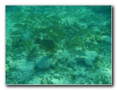 John-Pennekamp-Coral-Reef-Park-Snorkeling-Tour-223