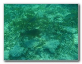 John-Pennekamp-Coral-Reef-Park-Snorkeling-Tour-224