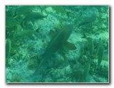 John-Pennekamp-Coral-Reef-Park-Snorkeling-Tour-225