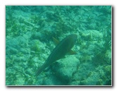 John-Pennekamp-Coral-Reef-Park-Snorkeling-Tour-226