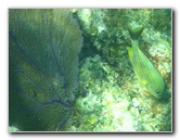 John-Pennekamp-Coral-Reef-Park-Snorkeling-Tour-230