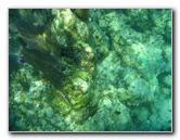 John-Pennekamp-Coral-Reef-Park-Snorkeling-Tour-231