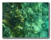 John-Pennekamp-Coral-Reef-Park-Snorkeling-Tour-232