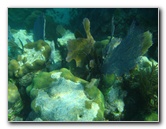 John-Pennekamp-Coral-Reef-Park-Snorkeling-Tour-235