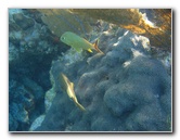 John-Pennekamp-Coral-Reef-Park-Snorkeling-Tour-240