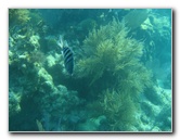 John-Pennekamp-Coral-Reef-Park-Snorkeling-Tour-245