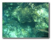 John-Pennekamp-Coral-Reef-Park-Snorkeling-Tour-254