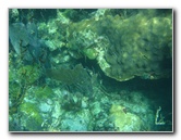 John-Pennekamp-Coral-Reef-Park-Snorkeling-Tour-256