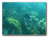 John-Pennekamp-Coral-Reef-Park-Snorkeling-Tour-262